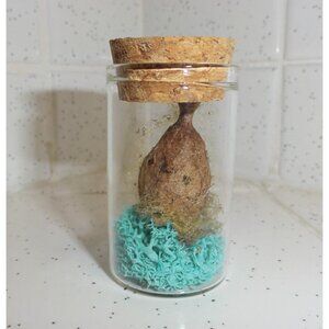 Real Yellow Garden Spider Egg Sack Oddity Jar w/ blue moss curiosity arachnid